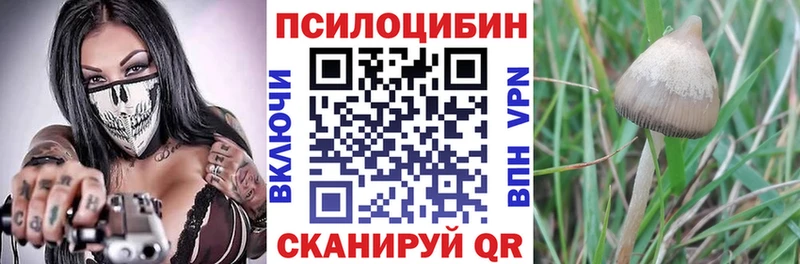 площадка как зайти  наркошоп  Приволжский  Псилоцибиновые грибы Psilocybe 